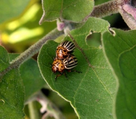 <b> Escarabajo de la patata de Colorado </b> sobre berenjena