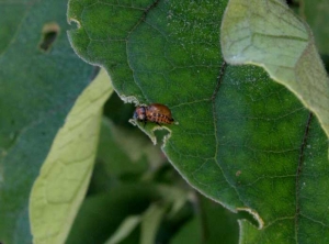 <b> Escarabajo de la patata de Colorado </b> sobre berenjena