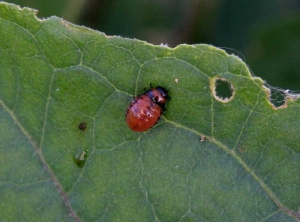 <b> Escarabajo de la patata de Colorado </b> sobre berenjena