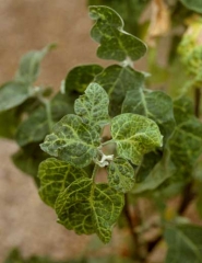 <b><i>Eggplant mottled dwarf virus</i></b>, EMDV en berenjena.