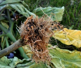 <b> <i> Phytophthora </i> sp. </b> (podredumbre del pie y la raíz) y <i> <b> Thielaviopsis basicola </b> </i> (ex <i> Chalara elegans </i>,  pudrición de la raíz negra) en berenjena.