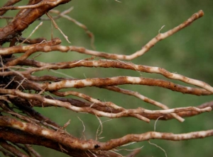 Se observa una suberización superficial de la corteza por sectores en las raíces.  Los tejidos afectados, bastante secos, toman un tinte marrón a marrón.  <i> <b> Pyrenochaeta lycopersici </b> </i> (enfermedad de la raíz corchosa, raíz corchosa)  y <i> <b> Colletotrichum coccodes </b> </i> (pudrición de la raíz, antracnosis)