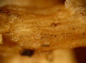 <b> <i> Thielaviopsis basicola </i> </b> (ex <i> Chalara elegans </i>, pudrición de la raíz negra) sobre berenjena.