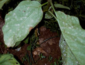 <b> <i> Oidium </i> sp. </b> (Oídios, mildiú polvoriento) sobre berenjena .