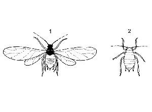 <b> Pulgón alado (1) y pulgón sin alas (2) </b> (empresa Koppert)