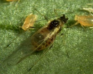 El <b> pulgón verde del melocotonero </b>, <i> Myzus persicae </i>, es una plaga importante y dispersa a nivel mundial en los tomates, pero también en los pepinos, las patatas y el tabaco.  Los individuos sin alas son más pequeños que los adultos y varían en color.