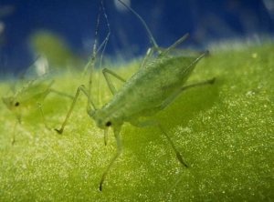 El <b> pulgón verde de la patata </b>, <i> Macrosiphum euphorbiae </i>, se encuentra en diversas hortalizas (berenjena, patata, lechuga, tomate, etc.) y ornamentales (rosa, crisantemo ...).  Los adultos son bastante grandes (miden hasta 4 mm) y de color rosa o verde según el biotipo.