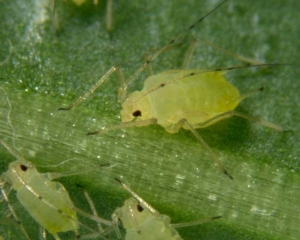 <i> Aulacorthum solani </i>, el <b> pulgón rayado de la dedalera y de la patata </b>, aprecia especialmente esta última solanácea, pero también lechugas, pimientos, berenjenas y frijoles.  El adulto es de color verde, su cabeza y tórax son oscuros.