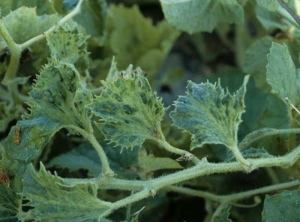 Ramitas con varias hojas muy deformadas, ampolladas y dentadas. <b><i>Zucchini yellow mosaic virus</i></b>, ZYMV.
