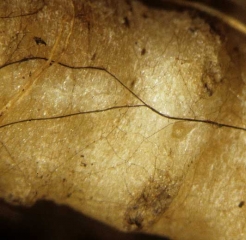 Micelio aislado y cordones de micelio marrón son visibles en esta raíz de melón.  <i> <b> Thanatephorus cucumeris </b> </i> (<i> Rhizoctonia solani </i>)