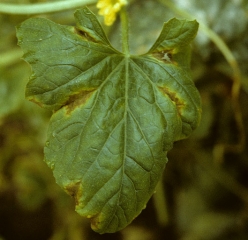 En esta hoja de melón, las lesiones de las hojas comenzaron desde las nervaduras.  Tenga en cuenta su tono marrón a rojizo.
 <b> <i> Colletotrichum orbiculare </i> </b> (antracnosis)