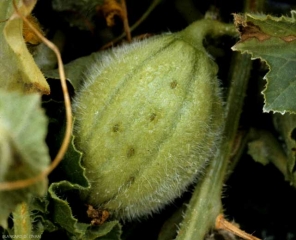 Pequeñas manchas aceitosas en forma de labios en frutos jóvenes de melón.  <i> <b> Cladosporium cucumerinum </b> </i> (cladosporiosis)