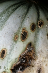 Los puntos deprimidos tienden a curar en la periferia;  su centro está cubierto por un fieltro, primero gris y luego verde oscuro a negro.  <i> <b> Cladosporium cucumerinum </b> </i>