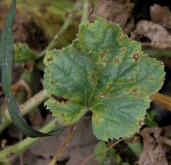 Varias manchas de tamaño todavía limitado, marrones, puntean y deforman algo la lámina de esta hoja de melón.  A veces los rodea un discreto halo amarillo.  <i> <b> Cladosporium cucumerinum </b> </i> (cladosporiosis)