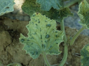 Ampollas cuya coloración verde oscuro contrasta con la más clara del resto del limbo, dando a la hoja de melón un aspecto de mosaico. <b><i>Zucchini yellow mosaic virus</i></b>, ZYMV.