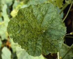 Síntoma en la hoja de melón del <b><i>Cucumber mosaic virus</i>, CMV</b> : una mosaica de manchas cloróticas.