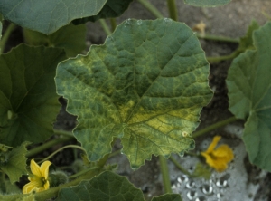 Amarilleo difuso y heterogéneo de una hoja de melón.  <b> Fitotoxicidad </b>