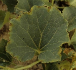 Necrosis de la periferia del limbo de una hoja de melón acompañada de coloración amarillenta.  <b> Exceso de salinidad </b>