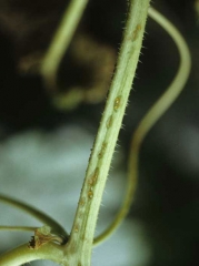 Varias lesiones jóvenes, aceitosas, más o menos alargadas, presentan un exudado marrón.  <b> <i> Colletotrichum orbiculare </i> </b> (antracnosis)