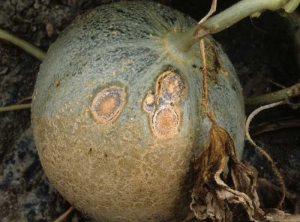 En este melón se ven algunas manchas grandes ovaladas y deprimidas.  Están cubiertos de puntos negros y masas gelatinosas de color rosa salmón (acérvulos).  <b> <i> Colletotrichum orbiculare </i> </b> (antracnosis)