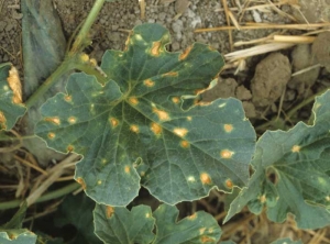 Varias manchas salpican la hoja de esta hoja de melón.  Estas manchas bastante necróticas son de color beige en el centro y marrones en la periferia.  <b> Fitotoxicidad </b>