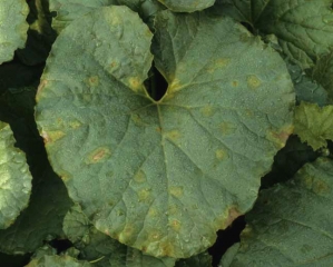 En la superficie superior de una hoja de melón se forman varias manchas bastante redondas, a veces angulares, de color verde claro y ligeramente aceitosas a cloróticas.  <b> <i> Pseudoperonospora cubensis </i> </b> (mildiú velloso)