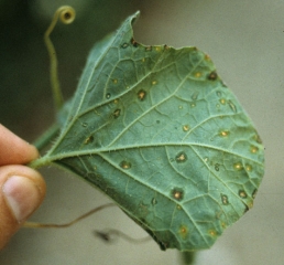 Lesiones causadas por <b><i>Melon necrotic spot virus</i>, MNSV</b>, observados en la parte inferior de la lámina de la hoja, son pequeños, de tamaño limitado y grasos, su centro se vuelve rápidamente necrótico.