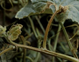 Necrosis marrón superficial denominada 'en trazo marcador' (= raya) en el pecíolo y en el ápice del melón. <b><i>Zucchini yellow mosaic virus</i>, ZYMV)</b>