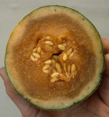 Un corte realizado en una fruta afectada por <b> vitrescencia </b> muestra que la pulpa parece empapada de agua.