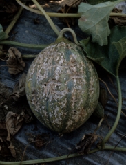 Grietas corchosas transversales y longitudinales que cubren una fruta de melón. <b><i>Zucchini yellow mosaic virus</i></b>, ZYMV.