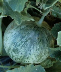 Mosaico discreto sobre melón. <b><i>Cucumber mosaic virus</i>, CMV</b>.