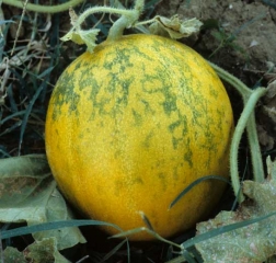 Mosaico verde claramente visible sobre frutos maduros.  <b><i>Cucumber mosaic virus</i></b>, CMV + <b><i>Watermelon mosaic virus</i></b>, WMV.