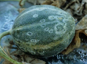 Manchas anulares en frutos verdes. <b><i>Zucchini yellow mosaic virus</i></b>, ZYMV.