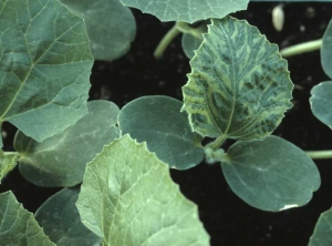 Plántula de melón con tejidos interveinales descoloridos de la primera hoja;  esto muestra una marcada banda de venas.  Esta plántula virosa proviene de una semilla contaminada. <b><i>Squash mosaic virus</i></b>, SqMV.