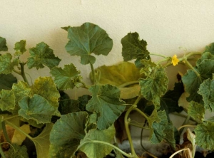 Numerosas plantas de melón con hojas en mosaico y de apariencia más aserrada.<b><i>Cucumber mosaic virus</i></b>, CMV.