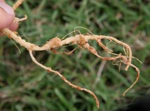 Pequeños 'tamaños' se encuentran esparcidos por todo el sistema de raíces de esta planta de melón.  <b> <i> Rhizobium radiobacter </i> </b> (<i> Agrobacterium tumefasciens </i>, tumor bacteriano)