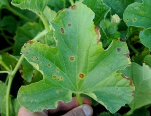 Pequeñas manchas necróticas marrones, húmedas y luego cloróticas en la periferia, son visibles en esta hoja de melón.  <b> <i> Pseudomonas syringae </i> pv.  <i> aptata </i> </b> (fuego bacteriano)