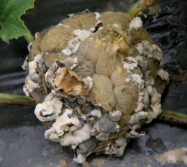 Este melón completamente podrido está algo deformado, arrugado y cubierto de esclerocios más o menos maduros.  <i> <b> Sclerotinia sclerotiorum </b> </i>.  (esclerotinia)