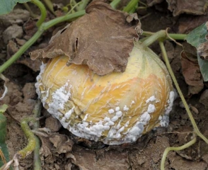 Una podredumbre húmeda, iniciada en contacto con el suelo húmedo, ha invadido casi por completo este melón.  <i> <b> Sclerotinia sclerotiorum </b> </i> (sclerotinia)