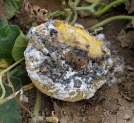 <i><b>Sclerotinia sclerotiorum</b></i> en melón