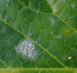 Aspecto de una colonia micelial joven de <i> <b> Podosphaera xanthii </b> </i> o <i> <b> Golovinomyces cichoracearum </b> </i> que crece sobre una hoja de melón. (oidio)