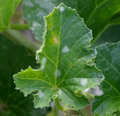 Unas manchas circulares, polvorientas y blanquecinas, se esparcen poco a poco sobre esta hoja de melón. <b> <i> Podosphaera xanthii </i> </b> o <i> <b> Golovinomyces cichoracearum </b> </i>  (oidio)