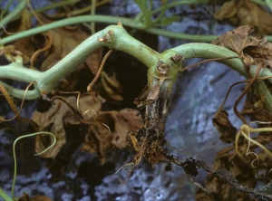 Las raíces de este tallo de melón se han descompuesto y desaparecido, es el turno del collar de tener la misma suerte.  <b> <i> Phytophthora capsici </i> </b>