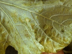 Las zonas oscuras con reflejos metálicos alteran la rama de esta hoja de melón.  <b> <i> Frankliniella occidentalis </i> </b> (trips)