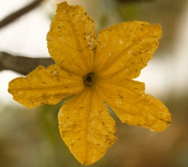 Los trips y varias lesiones necróticas blanquecinas son visibles en esta flor de pepino.  <b> <i> Frankliniella occidentalis </i> </b>