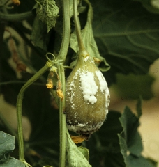 En esta fruta joven, húmeda y oscura, se ha asentado <i> <b> Sclerotinia sclerotiorum </b> </i> de las partes florales senescentes.  (esclerotinia)