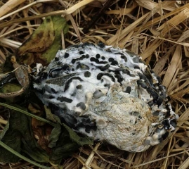 Esta fruta podrida y arrugada está cubierta de masas negras alargadas: esclerocios de <i> <b> Sclerotinia sclerotiorum </b> </i>.  (esclerotinia)