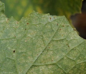 Detalle de lesiones cloróticas en el envés del limbo y presencia de ácaros. <i> <b> Tetranychus urticae </b> </i> (tejedor tetranico)