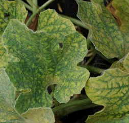 Una red discreta conecta varias hojas de melón clorótico.  <i> <b> Tetranychus urticae </b> </i> (tejedor tetranico)