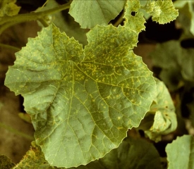 Varias lesiones cloróticas salpican esta hoja, principalmente la porción cercana al pecíolo. <b><i>Melon necrotic spot virus</i></b>, MNSV.